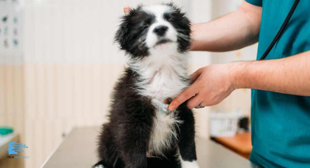 Veterinary Technician (Vet Tech) Salary TechDecodedly